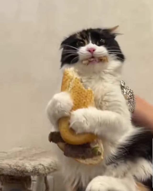 sandwich cat